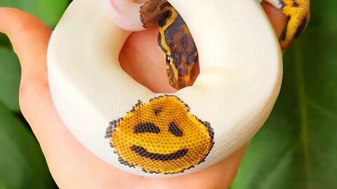 Your Daily Dose of Pets - She Was Born To Smile