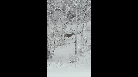 Mother Deer and Her Fawns in the Snow