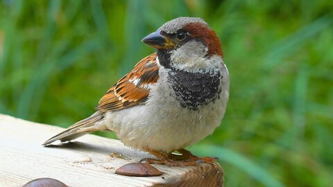 House Sparrows on a Newly Wood Covered Rock Bench