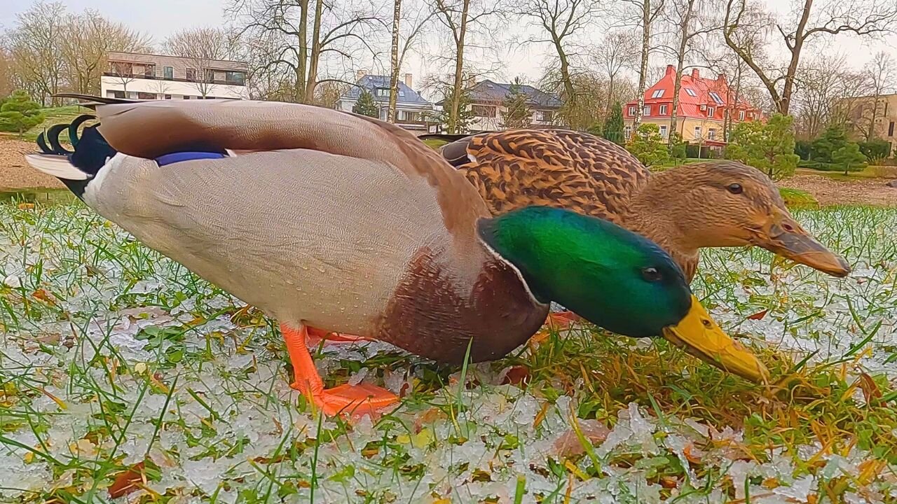 The Very Last Mallard Duck Couple Ice Crunching Video