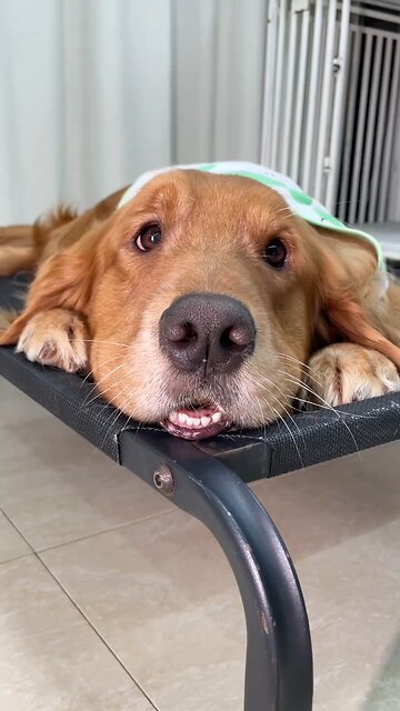 Since I got a dog, I have "imported" fruits to eat every day #cute pet daily record #goldenretriever