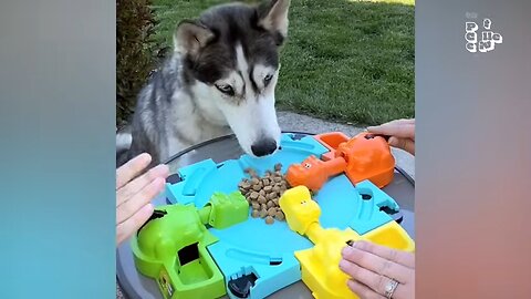 HILARIOUS Dogs Being Weird 🤪 | 60 Minutes Of Funny Dog Videos