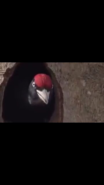 PUT YOUR HAND TO THE PLOW - DAILY DEVOTIONAL ❤️