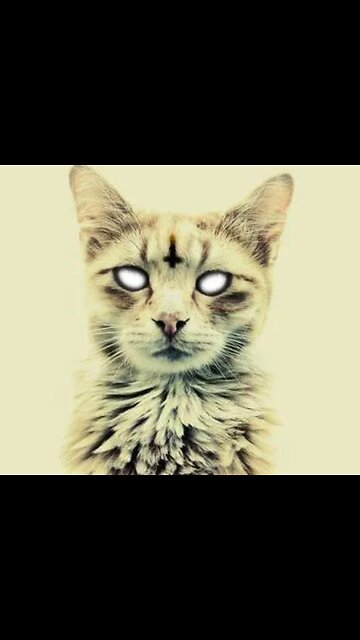 NO KITTY NOOOOOOOO!!!!!!!!!!!