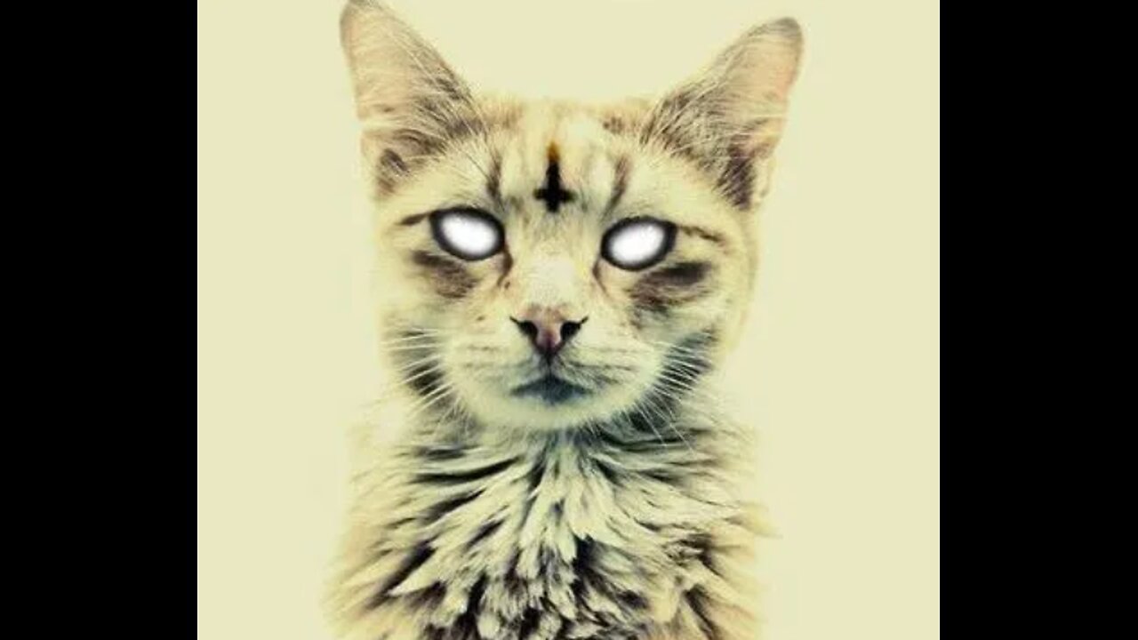 NO KITTY NOOOOOOOO!!!!!!!!!!!
