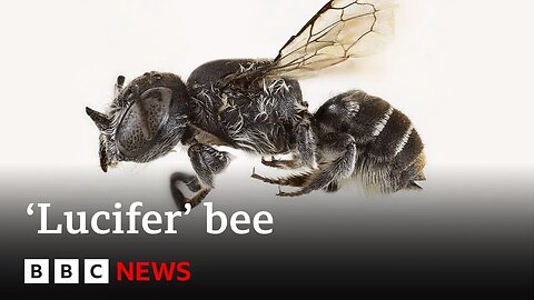 New 'Lucifer' bee with devil-like horns found in Australia | BBC News