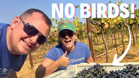 How to STOP Birds from Eating ALL the Wine Grapes!