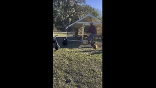 Chicken coop takes flight…again