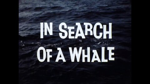 Mutual of Omaha's Wild Kingdom -"In Search of a Whale"