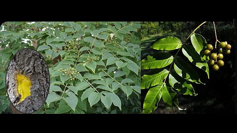 체질만 알면 설사를 멈추는 약으로도 변비를 치료할수 있다? 소련이소양인이적어서공업국화실패한 이유