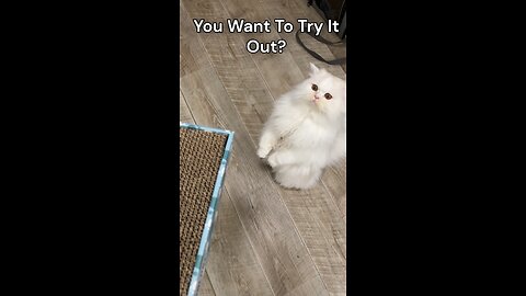 Cat Politely Asks For Scratcher