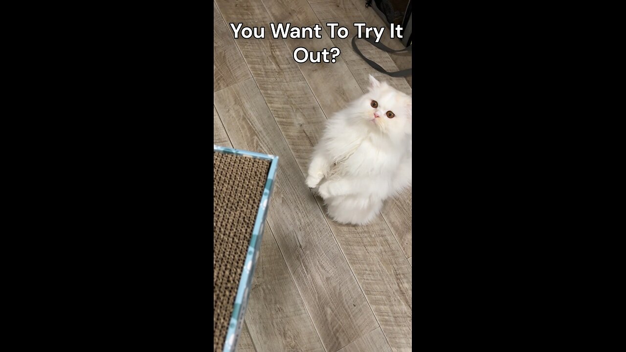 Cat Politely Asks For Scratcher