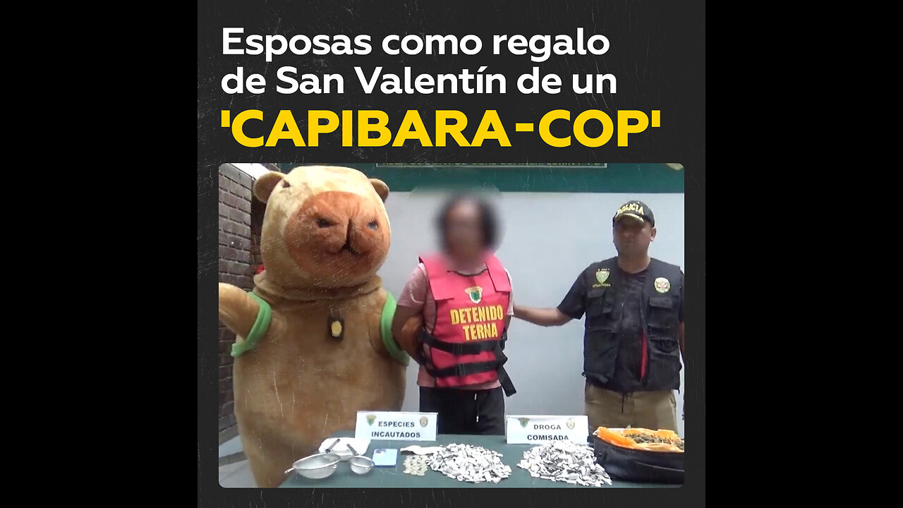 💝👮‍♂️‘Capibara del amor’ captura a un narco en Perú