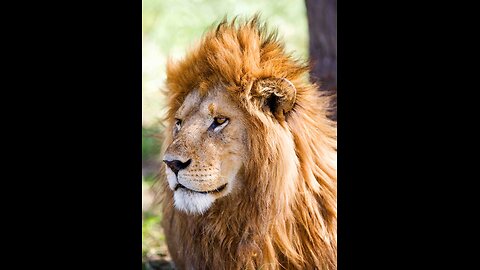 The Lion Sleeps Tonight