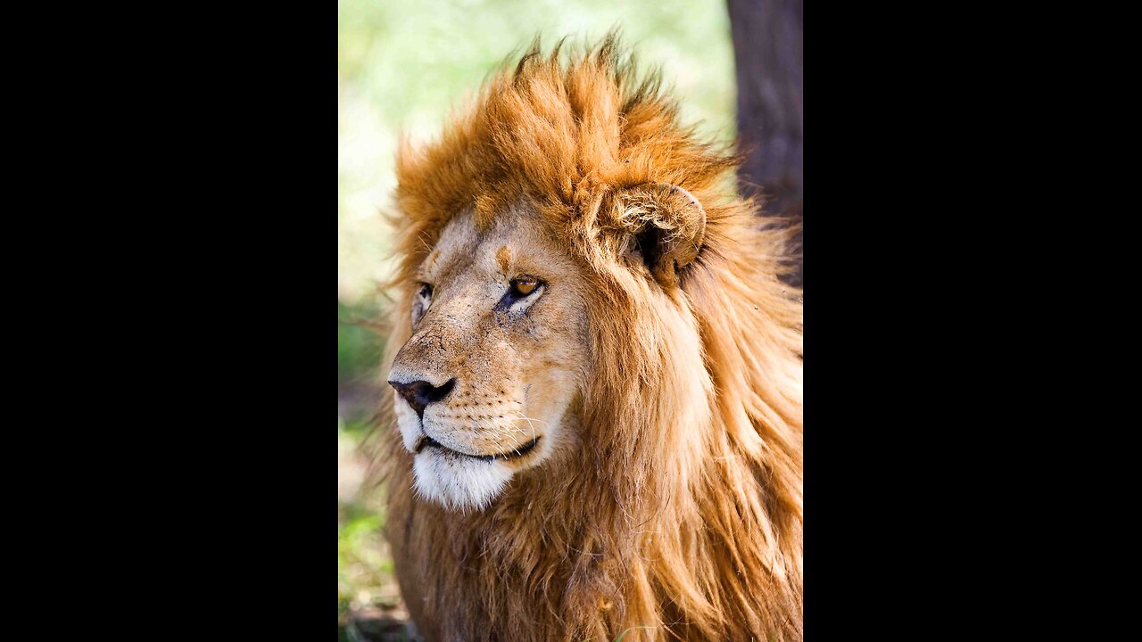 The Lion Sleeps Tonight