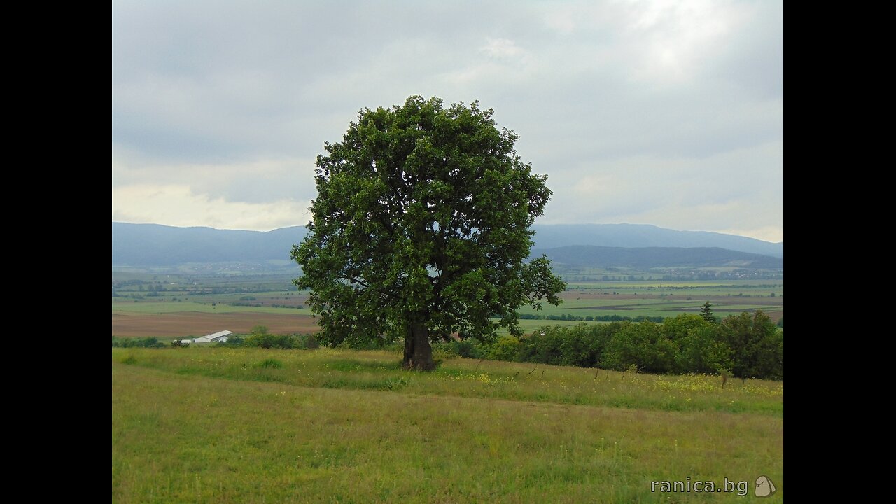 ДЪБОВЕ СТАРИ / OLD OAKS