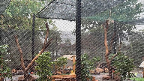 Big Rain In Cambodia Countryside - Beautiful Rain In The Cat Shelter Relaxing