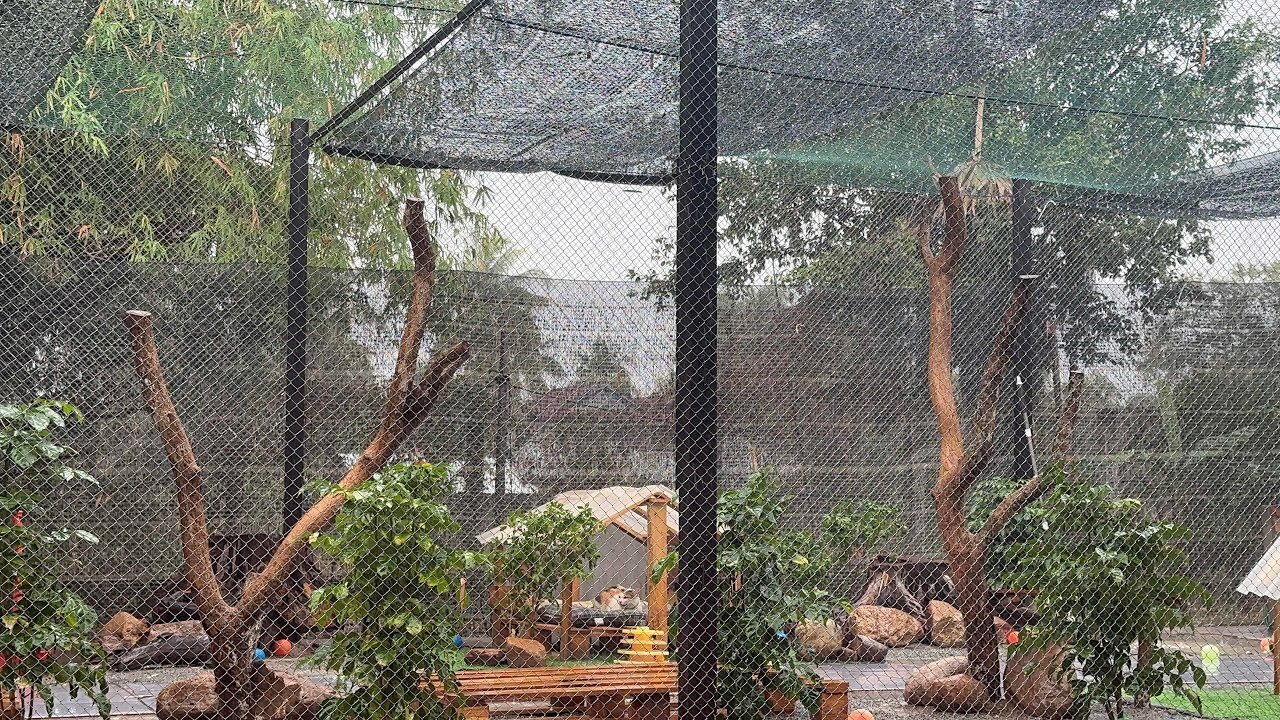 Big Rain In Cambodia Countryside - Beautiful Rain In The Cat Shelter Relaxing