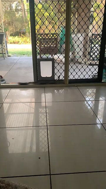 Wild life in Australia 🇦🇺