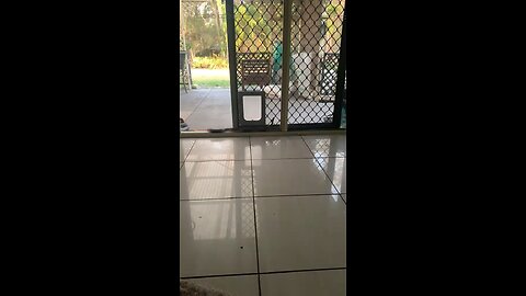 Wild life in Australia 🇦🇺