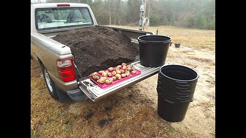 Planting Sarpo Mira Potatoes In Southern Mississippi 2/3/25
