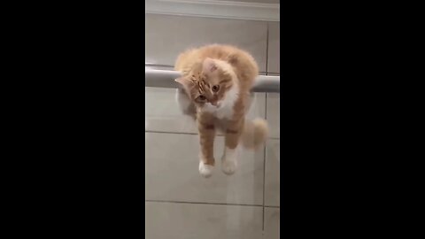 Cat doing exercise 😂