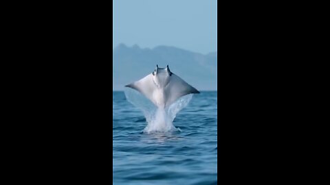 "क्यों शार्क भी डरती है स्टिंगरे से?"|"Why are sharks also afraid of stingrays?"|#stingray #fish