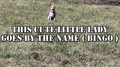 BUSH HOGGIN' FOR CHILDREN EP-6