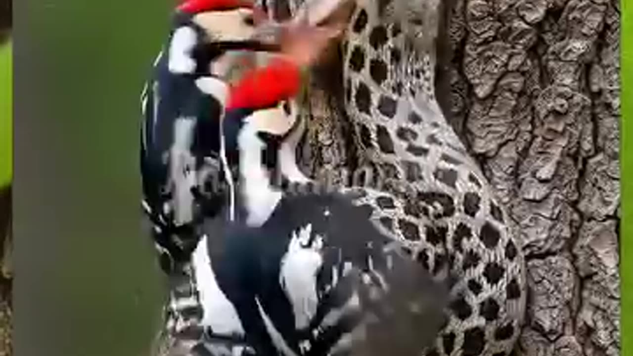 woodpecker protecting the nest and his mate from a snake 😱😲😲😱 #StarsEverywhere #birds #birds