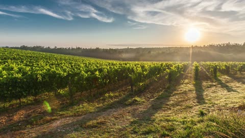 120° incontro: Antroposofia e alimentazione (parte c)