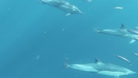 Sea Life Nature Views Underwater With Calming Sounds For Meditation