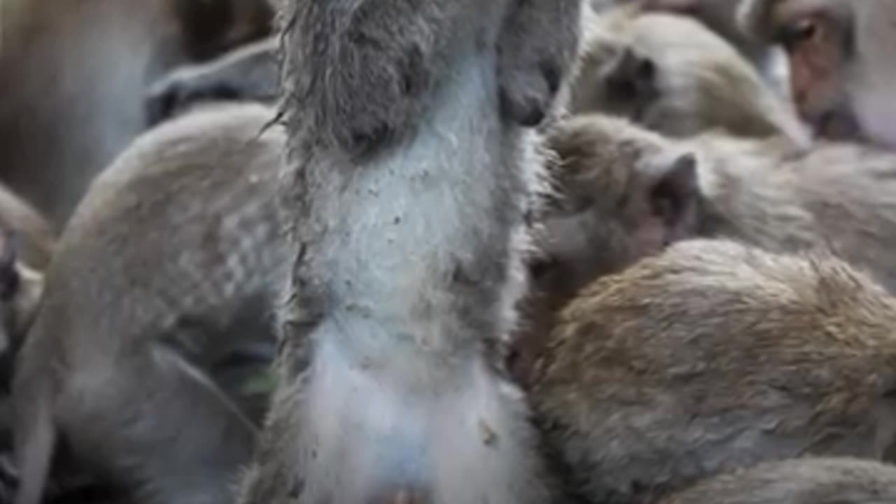 Unreal testing for Polio