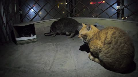 Homeless cat in Ras Al Khaimah UAE: RIHANNA & JANET JACKSON & CHRIS MARTIN #cat #cats #pet #pets #4u