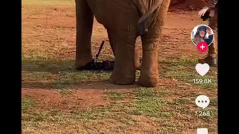 Elephant Mischief Zoo