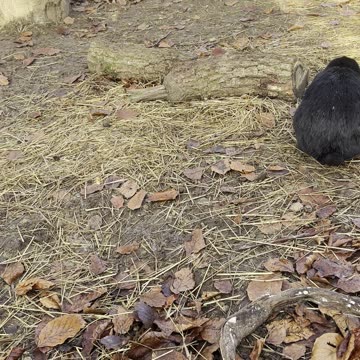 Sleepy Bunny Nestles into Blanket – Relaxing Cute