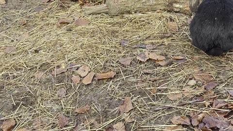 Sleepy Bunny Nestles into Blanket – Relaxing Cute