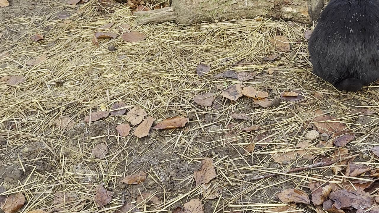 Sleepy Bunny Nestles into Blanket – Relaxing Cute