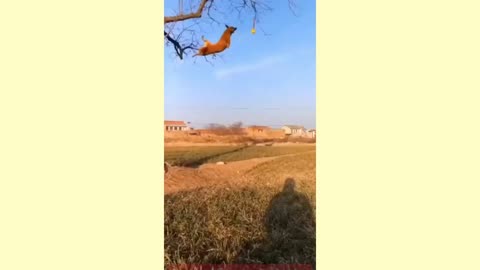 Brown Dogs Jumping Tree Branches Forest