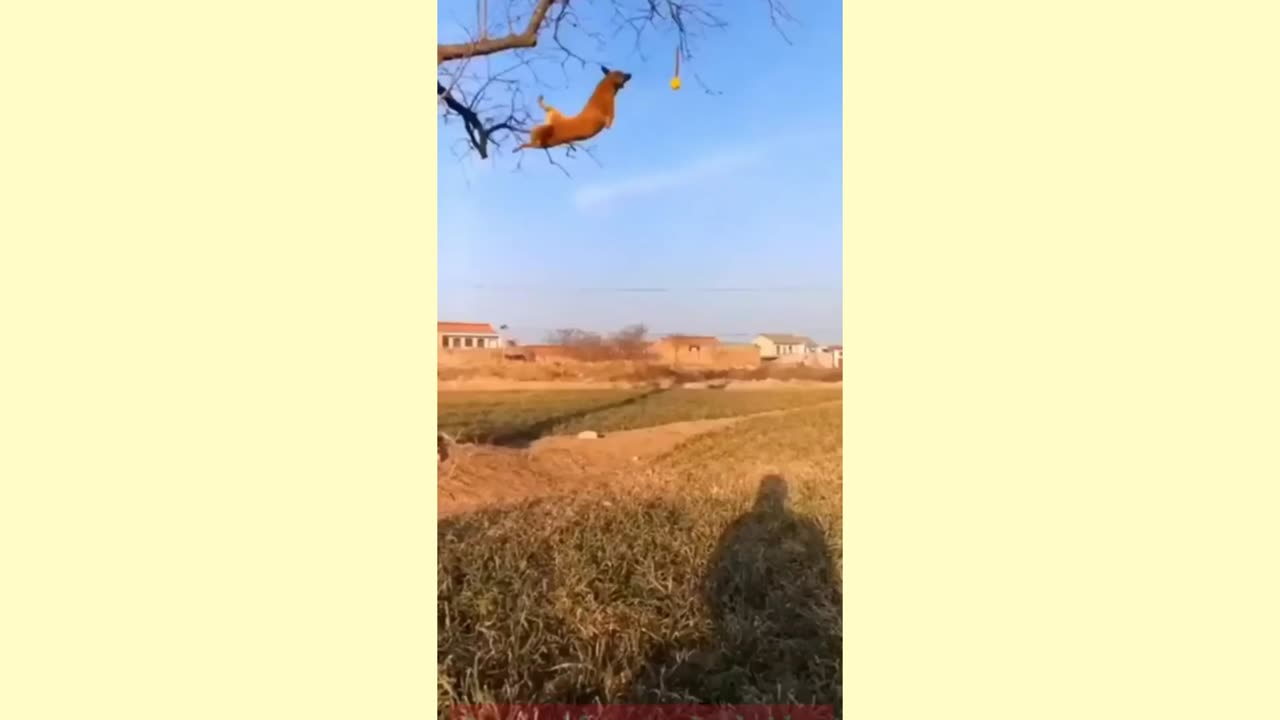 Brown Dogs Jumping Tree Branches Forest
