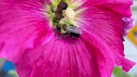 Bumblebees in the Hollyhock 🐝 🌺