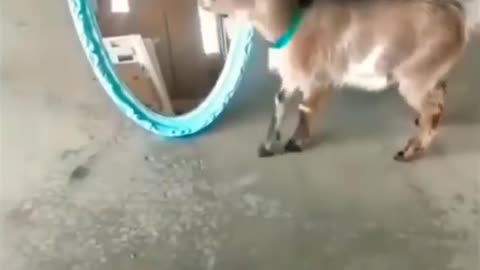 Funny cats and animals
