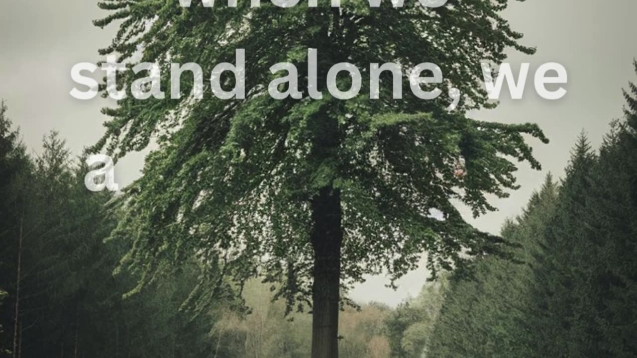 The forest teaches us that even when we stand alone, we are still part of something bigger