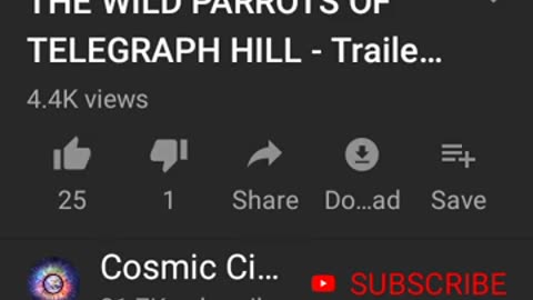 My Wild Parrots of San Francisco