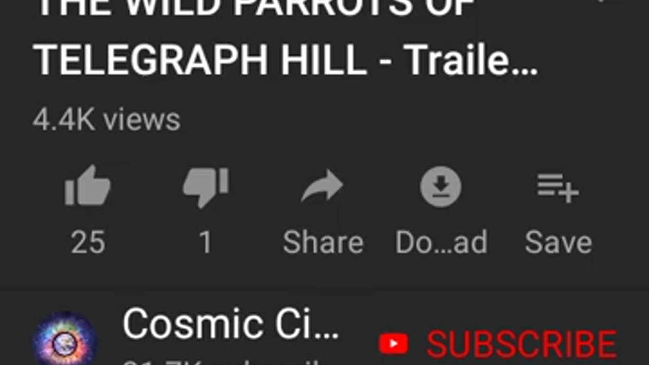 My Wild Parrots of San Francisco