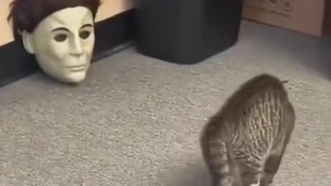 Cat VS mask