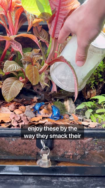 Terrarium Room Tour!