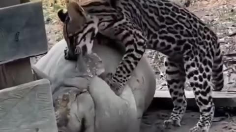 Biting more than you can chew 😝