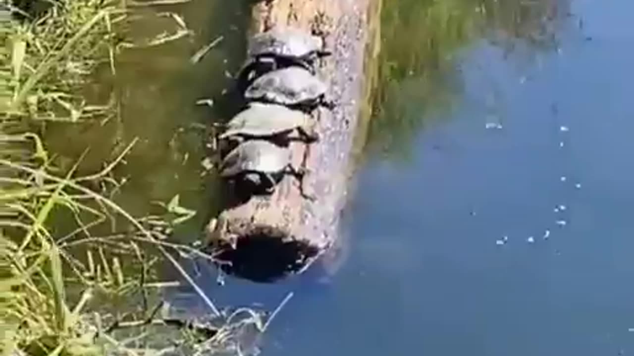 After that day gary was never invited to the log again..🐢😂