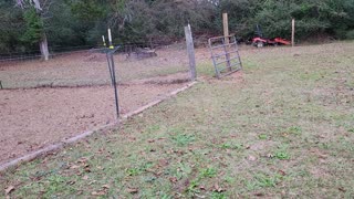 Finishing the last pen cleaning and rebuilding the roost.