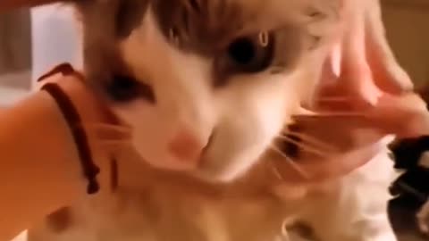 😂 😂 😂 #funny #animal #humor #cats #dogs #pets #rumble #viral #trending 052